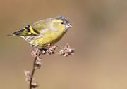 Erlenzeisig - Eurasian Siskin  (Spinus spinus)